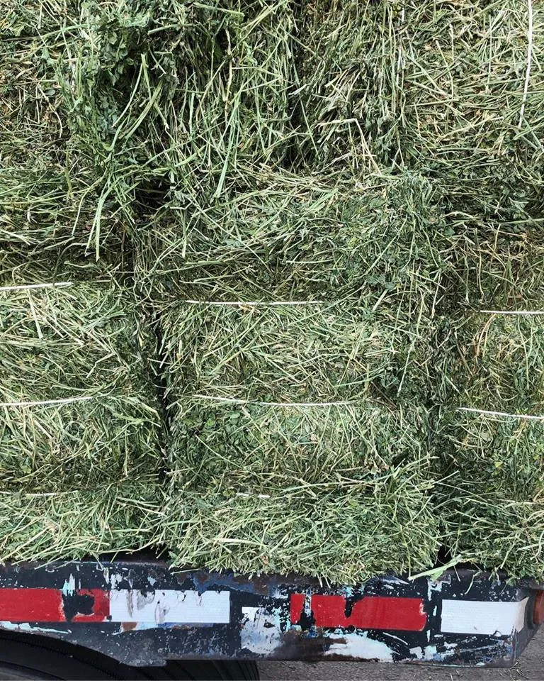 Alfalfa 3 Strand