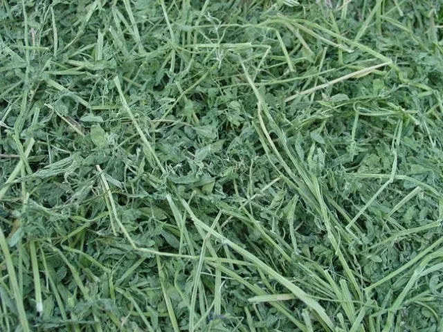 Alfalfa Hay Bale