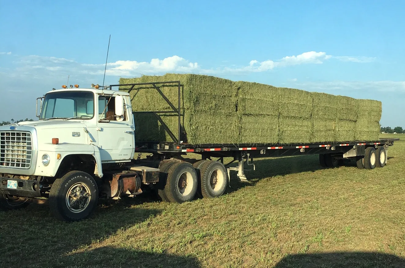 Alfalfa Midsize (Store Pickup Only)
