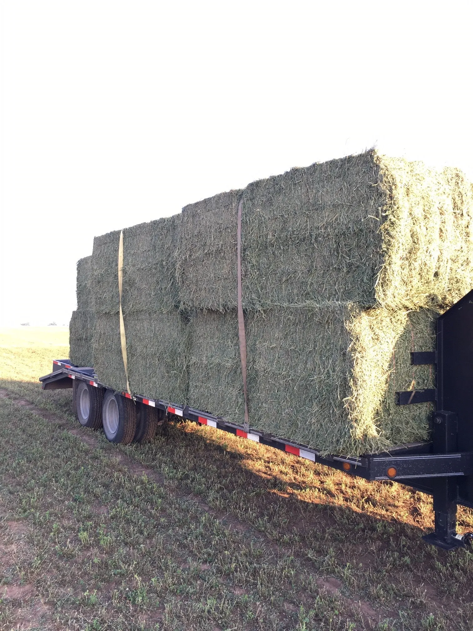 Alfalfa Midsize (Store Pickup Only)
