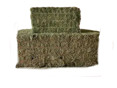 Alfalfa Midsize (Store Pickup Only)