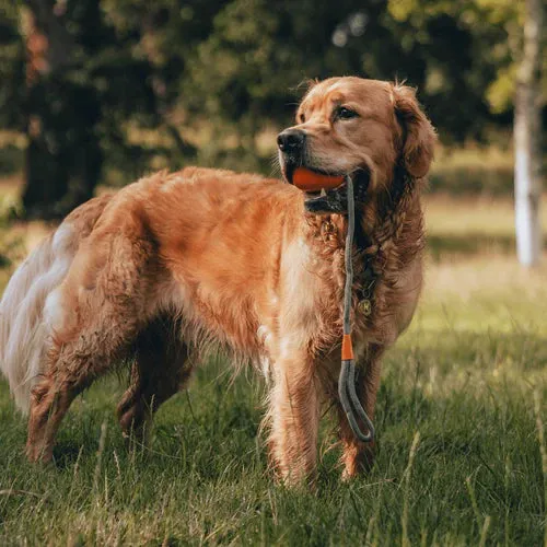Beco Slinger Ball on Rope