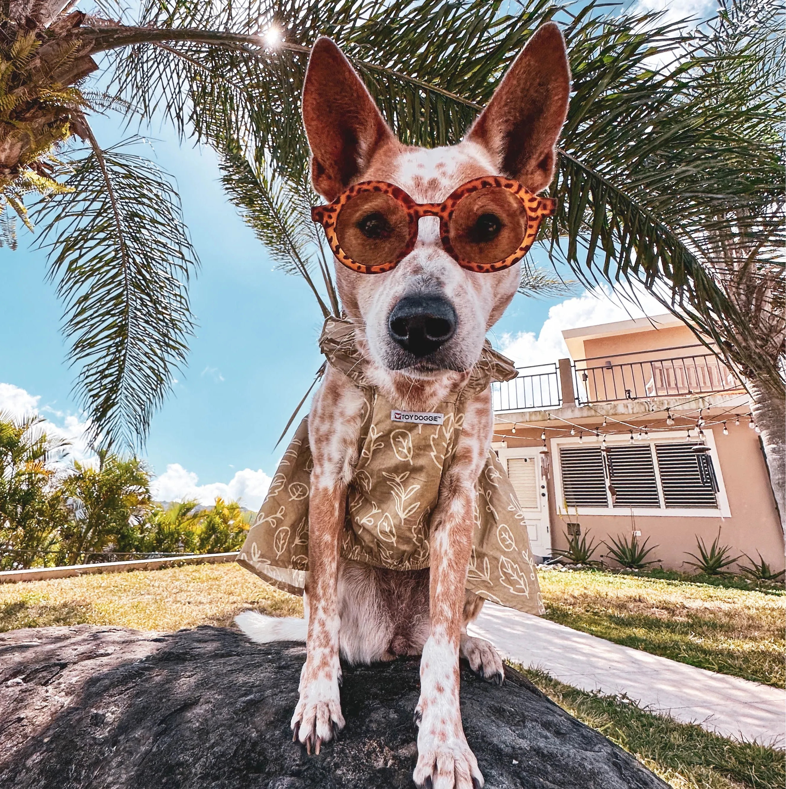 Furry Spring Pet Dress | Toy Doggie™ | Comfortable Springtime Pet Outfits