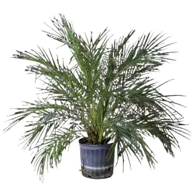 Pygmy Date Palm 10 Inch Pot