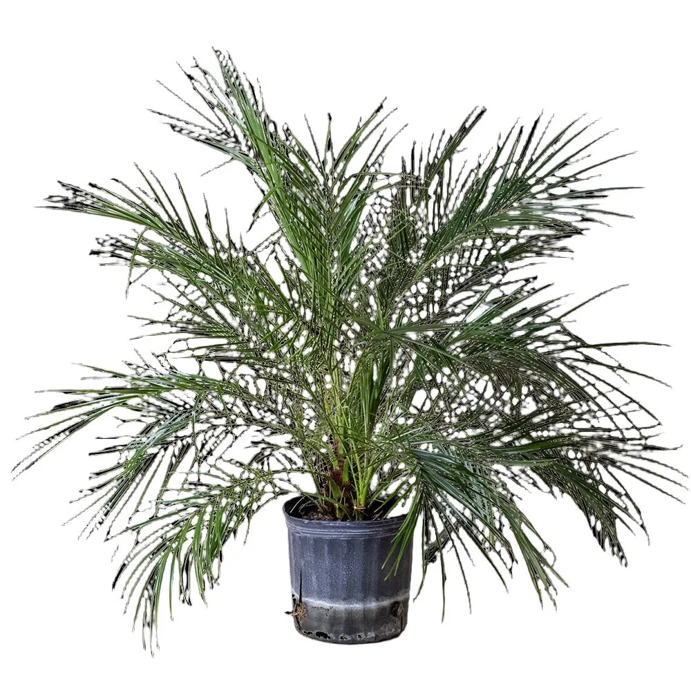 Pygmy Date Palm 10 Inch Pot