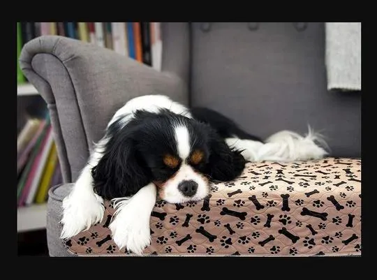 Reusable Dog Pad